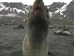 MS, Southern fur seal (Arctocephalus gazella) attacking camera on beach, mountains in background, South Georgia Island, Falkland Islands, British overseas territory Stock Footage