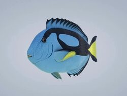 fish (loopable) Stock Footage