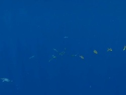 MS Schooling fish in blue water / Hawaii, United States Stock Footage