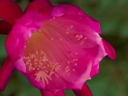 CU T/L Shot of pink freesia growing on branch / Studio City, California, United States Stock Footage