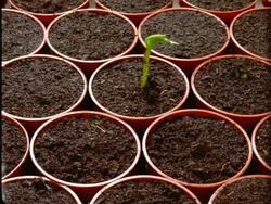 T/L Runner Bean Seedlings - green seedlings sprout from individual pots Stock Footage