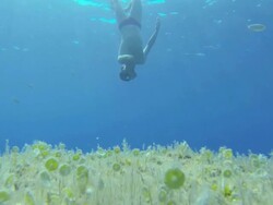 HD SLOW MOTION: Man Free-diving Stock Footage