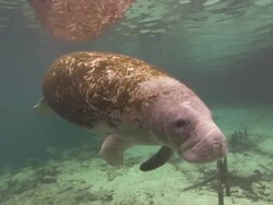 Manatee hovers, breathes, Audio, Florida, North Atlantic Ocean  Stock Footage