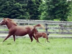 Foal and mare run slow motion Stock Footage