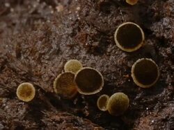 T/L yellow disc fungi and multitude of decomposers on cow dung, CU, UK Stock Footage