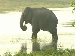 MS Elephant wading in water, grazing on weed Stock Footage