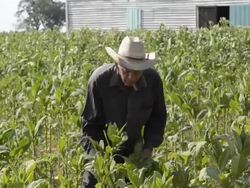 Colorful farmer harvesting tobacco fields in Cuba in the Las Barrigonas region of Pinar del Rio hanging crop Stock Footage