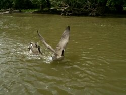 TS WS SLO MO Canadian geese taking off in water / Prairie du Chien, Wisconsin, USA Stock Footage