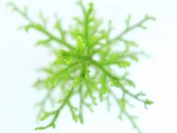 Lycopodium Clavatum Stock Footage