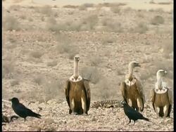 Flock of Ravens feeding on carcass watched by group of Griffon vultures, Israel Stock Footage