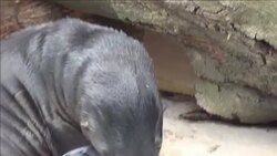 CLEAN: Baby animal bonanza at French zoo News Clip