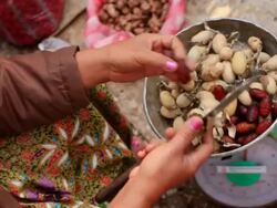 CU Shot of woman's hands cutting cocoons and removing moth larvae in bowl / Luang Prabang, Laos Stock Footage
