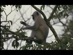 Langur Monkey (Semnopithecus sp.) in tree eating small fruit, moves off, Nagarahole National Park, India Stock Footage