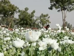 WS Man working in poppy plantation / Rajasthan, India Stock Footage