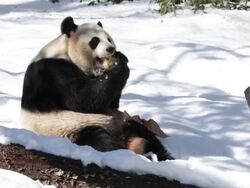 Animals At Washington's National Zoo Enjoy The Winter Weather Stock Footage