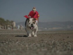 W/S bulldog and big man w/ beard and hawaiian shirt walking to the camera Stock Footage