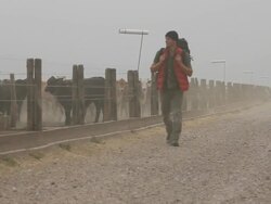 Travelling Man and Herd of cows Stock Footage