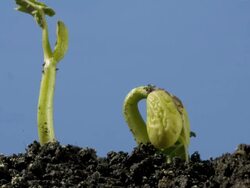 T/L bean epigeal germination from soil, low angle side view, tilt Stock Footage