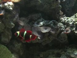 Clown fish in corals - HD 1080/30F Stock Footage