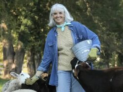 Senior Farmer Feeding Sheep and Cows in Pasture / Richmond. Virginia, USA  Stock Footage
