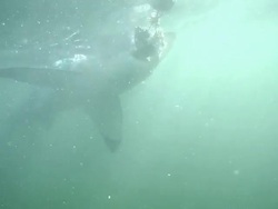 Medium Close Up hand-held - A great white shark chomps bait. / South Africa Stock Footage
