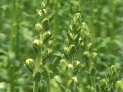 Snapdragons (Antirrhinum Majus) Stock Footage