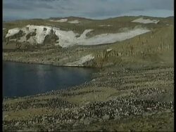 WA high angle across large colony of Adelie penguins on rocky landscape, Antarctica Stock Footage