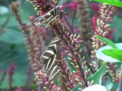 Zebra Longwing Butterfly 2 NTSC (3 clips!!!) Stock Footage