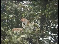 Proboscis Monkeys (Nasalis larvatus) mating in tree, Kinabatangan River, Sukau, Malaysia Stock Footage