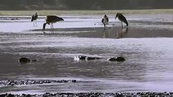 Marabou Stork Stock Footage