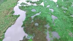 Aerial: Flying Over Swamp Stock Footage