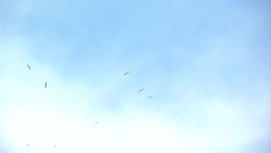 Hover vulture Stock Footage