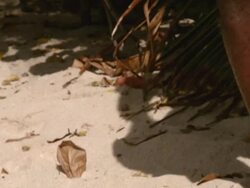MS TU Man playing African drum on the beach / Brightown, Barbados Stock Footage
