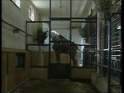 Female giraffe arrives from US as mate for male News Clip