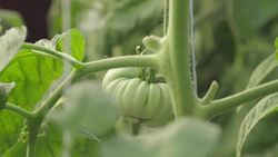 STEM Career Closeup: Aquaponic Farming Instructional Video