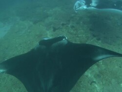 Mantas, circling below camera, Mozambique  Stock Footage