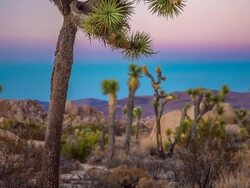 In the Desert Stock Footage