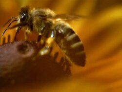 HD Super Slow-Mo: Macro Shot Of A Bee Collecting Pollen Stock Footage