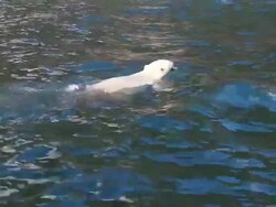 MS TS R/F Shot of polar bear swimming in water / Torgat Mtns, Labrador, Canada Stock Footage