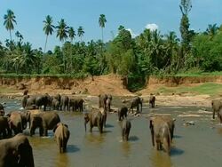 WA Large herd of elephants wading and drinking in river, lush green vegetation on riverbank Stock Footage