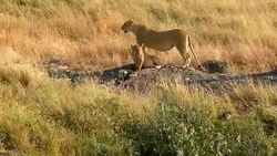 Lioness at wild - watching for preying Stock Footage