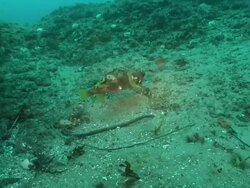 WS Short spine porcupine fish drifting with surge above sea floor / Matola, Maputo, Mozambique Stock Footage