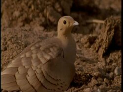 CU Sand Grouse sitting on ground, looking around, Gujarat, India Stock Footage