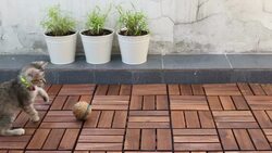 Joyful Cat Stock Footage