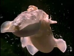 Cuttlefish male flushes another males sperm out of female, then mates with her, short sequence Stock Footage