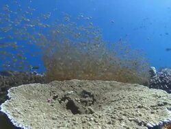 School of Golden Sweepers (Parapriacanthus ransonneti) under Table Coral, Baa Atoll, The Maldives Stock Footage