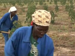 VOICED: Crops for food or crops for energy, Mozambique's tough choice News Clip