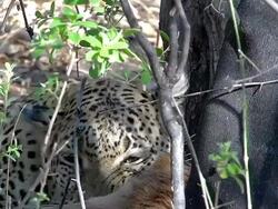 ECU Shot of panthera pardus, Female eating its Kill / Moremi Reserve, Botswana, South Africa Stock Footage