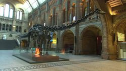 Dinosaur skeleton in Natural History Museum News Clip