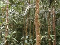 Interior of tropical rainforest in the Ecuadorian Amazon Stock Footage